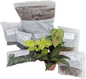 Terrarium/Fairy Garden Kit with 3 Plants - Create Your Own Living Terrarium