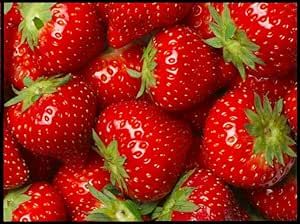 (Best) Seascape Strawberry Plants - Bare Root Plants to Grow Strawberries - Ready to Ship - No Ship to California (15 Strawberry Plants)