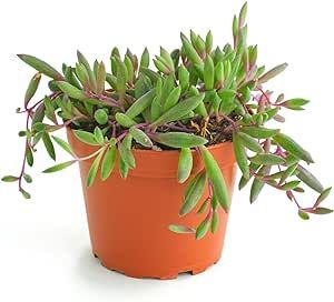 Shop Succulents Ruby Necklace Hanging Succulent, Othonna Capensis, Fully Rooted Live 4" Succulent Plant, Low Maintenance Indoor Plant, Trailing Succulents, Gift & Garden