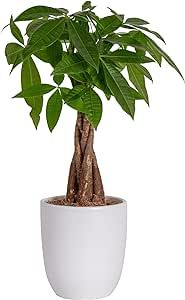 Costa Farms Money Tree, Easy Care Indoor Plant, Live Houseplant in Ceramic Planter Pot, Bonsai Potted in Potting Soil, Home Decor, Birthday Gift, New Home Gift, Outdoor Garden Gift, 16-Inches Tall