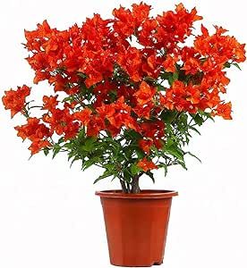 Orange Bougainvillea spectabilis Live Plant Seedlings 5-8 inch Double Petal, Perfect for Home & Garden Decor